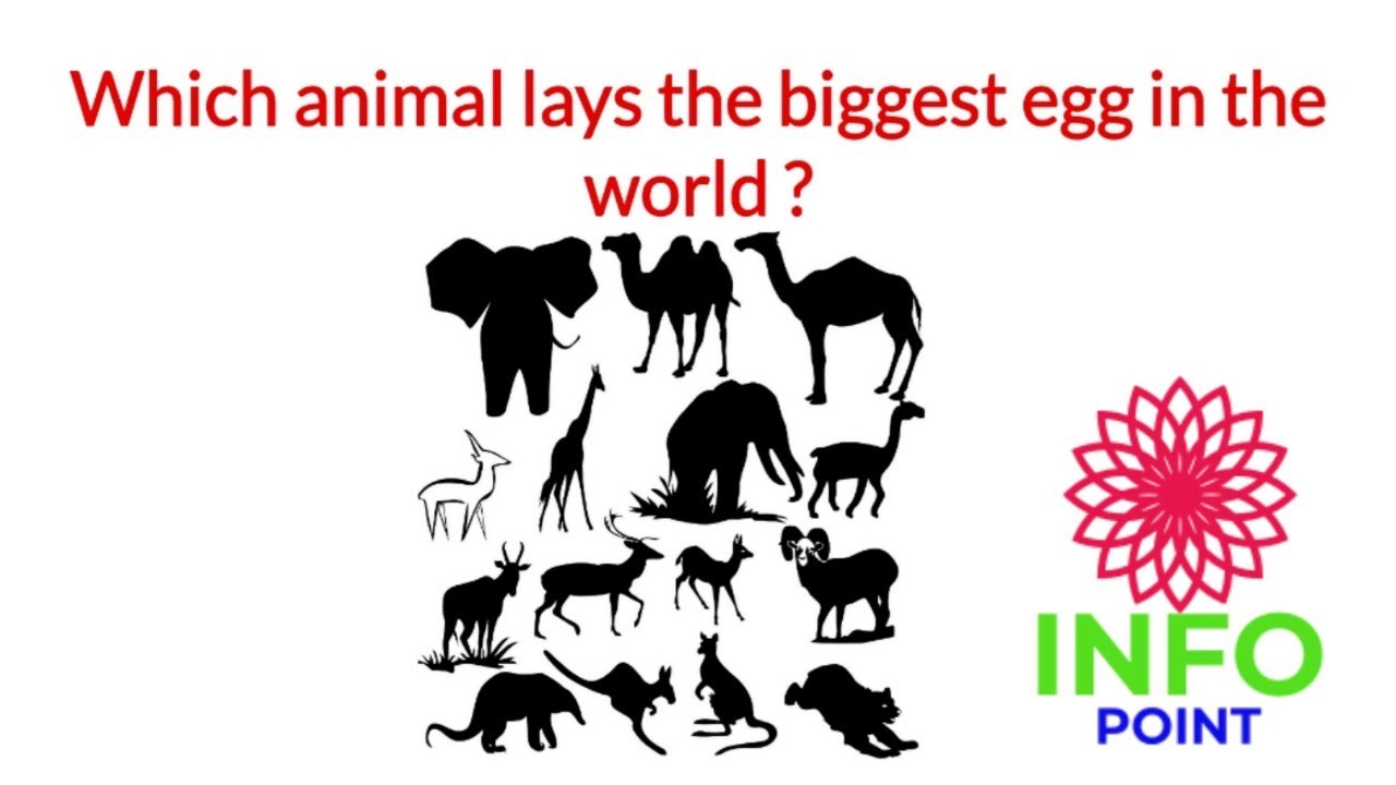 Which animal lays the Biggest Egg in The world ?Info Point YouTube