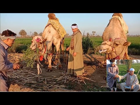 لن تصدق اجمل مشهد كوميدي عويضه راح يشتري جمل من احمد بوحه هتضحك بجد 2021 