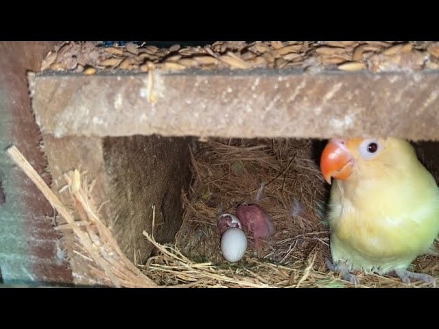 Lovebird menetas wajib dikasih pakan ini | pemula wajib tau class=