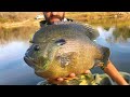 The BLUEGILL that EATS BASS FOR BREAKFAST!!! (INSANE)