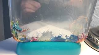 Aqua dragons 3 weeks old update you can clearly see them