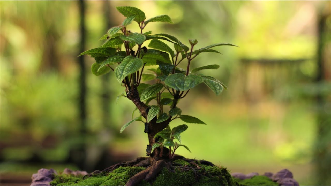 Pixirica no Bonsai... será que dá certo..????  (Clidemia hirta) vídeo 1