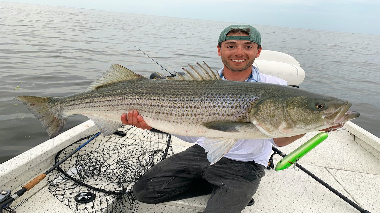 INSANE TOPWATER STRIPED BASS FISHING - Giant Blitzing Bass & Bent