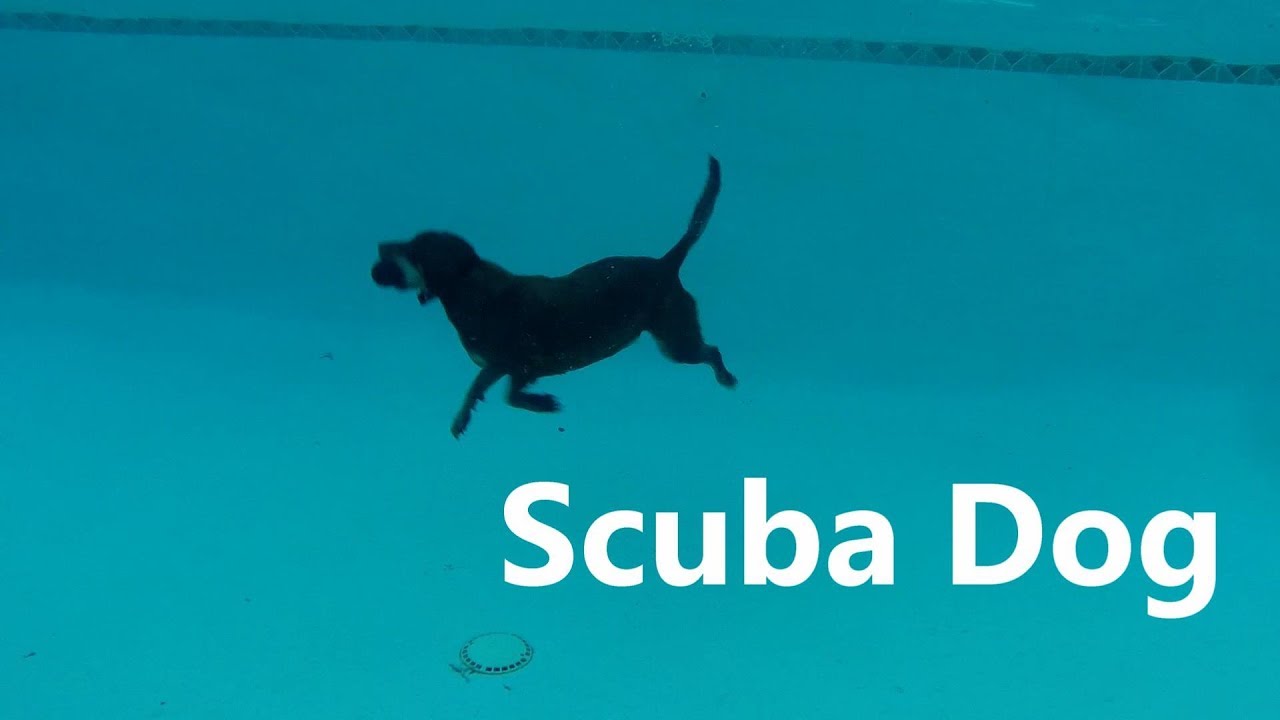 Can Dogs Hold Their Breath Underwater