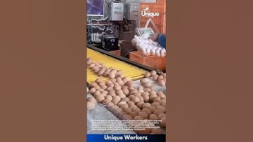 Farming for beginners: a simple guide to egg packing