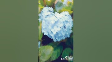 ngắm hoa Cẩm Tú cầu trên đỉnh Mẫu Sơn