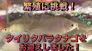 【アクアリウム】繁殖に挑戦！タイリクバラタナゴをお迎えしました！【タイリクバラタナゴ】【繁殖】