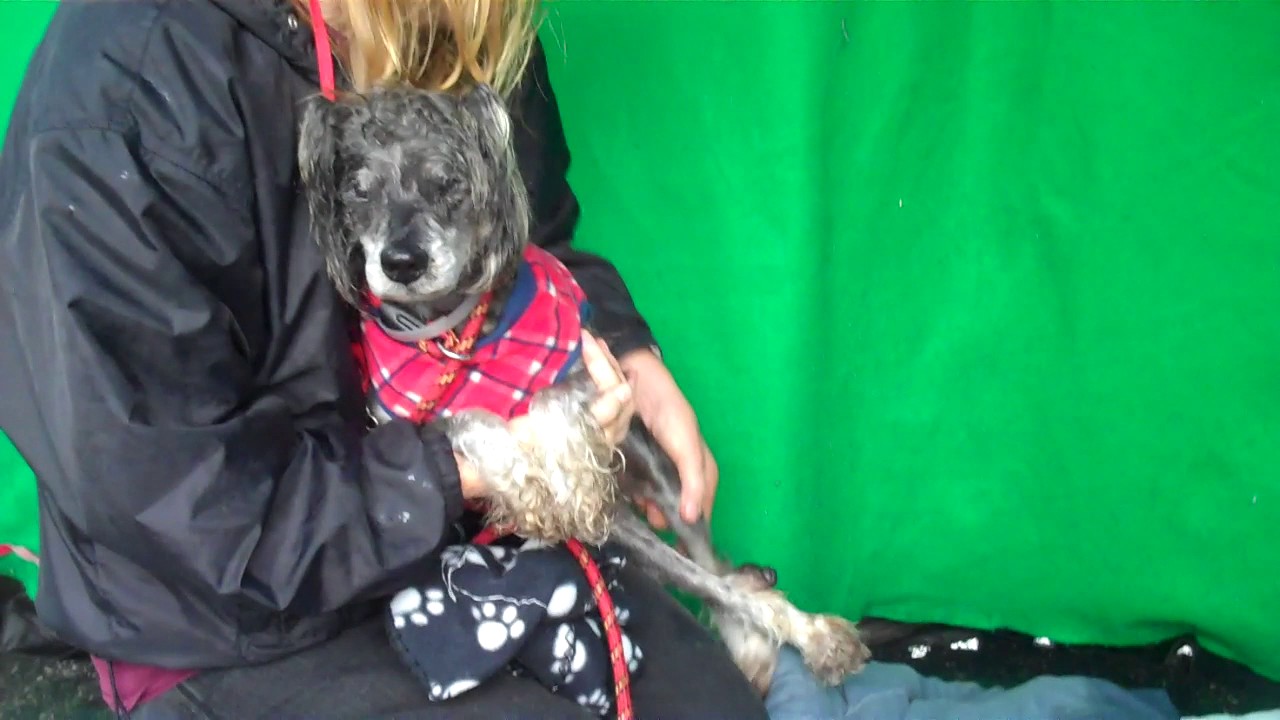 dog adoption mauritius A5021364 Jones | Miniature Schnauzer Mix