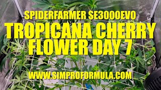 Spider Farmer Upgraded SE3000 EVO Grow Light Flower Day 7 Tropicana Cherry @simproformula4640