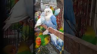 Labbad Birds Beautiful Birds In Bangladesh