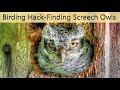 How to Find Owls - Mother and Father Screech Owl