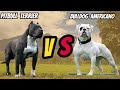 DIFERENÇA ENTRE O PITBULL E O AMERICAN BULLDOG -   PITBULL VS AMERICAN BULLDOG