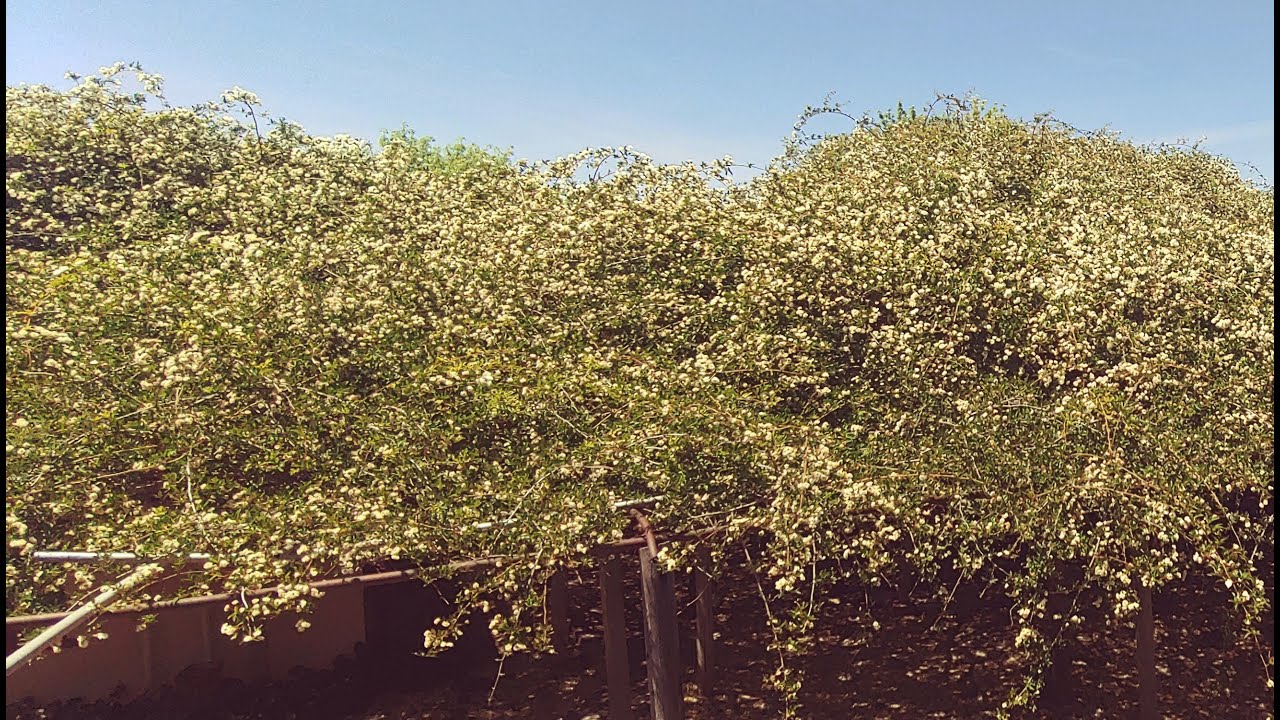 The history of The World's Largest Rose Bush YouTube