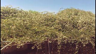 The history of The World's Largest Rose Bush