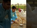 takatvar murgi gaon pay hamala#murgi#villagr#boy