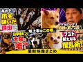 坂上家のこの頃。今日もみんな大暴れ！