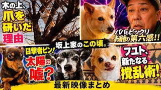 坂上家のこの頃。今日もみんな大暴れ！
