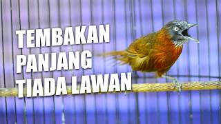 Tepus Kepala Abu Gacor Nembak Panjang