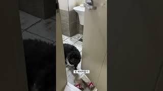 배변훈련 어렵지않아요🫶 #강아지 #토이푸들 #푸들 #puppy #강아지브이로그 #pets #반려견 #강아지일상 #poodle