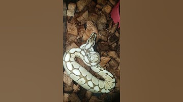 Ball Python Pet: Lesser Bee Beauty