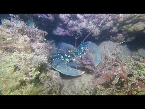Exeter BSAC Club Dive, 3rd September 2023