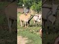 Mati ama Saha bharash #shortsvideo #viralvideo #shortsfeed #military #shortsfeed