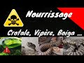 Levage de serpent interditnourrissage serpents venimeux crotales vipres boigavenomx