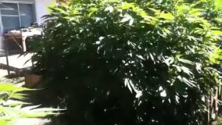 OMMP MasterGrowers August 1st Outdoor MARIJUANA update