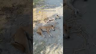 #streetdogs #villagedogs #dogsofyoutube #straydogs #doglover #dogrescue #doglife