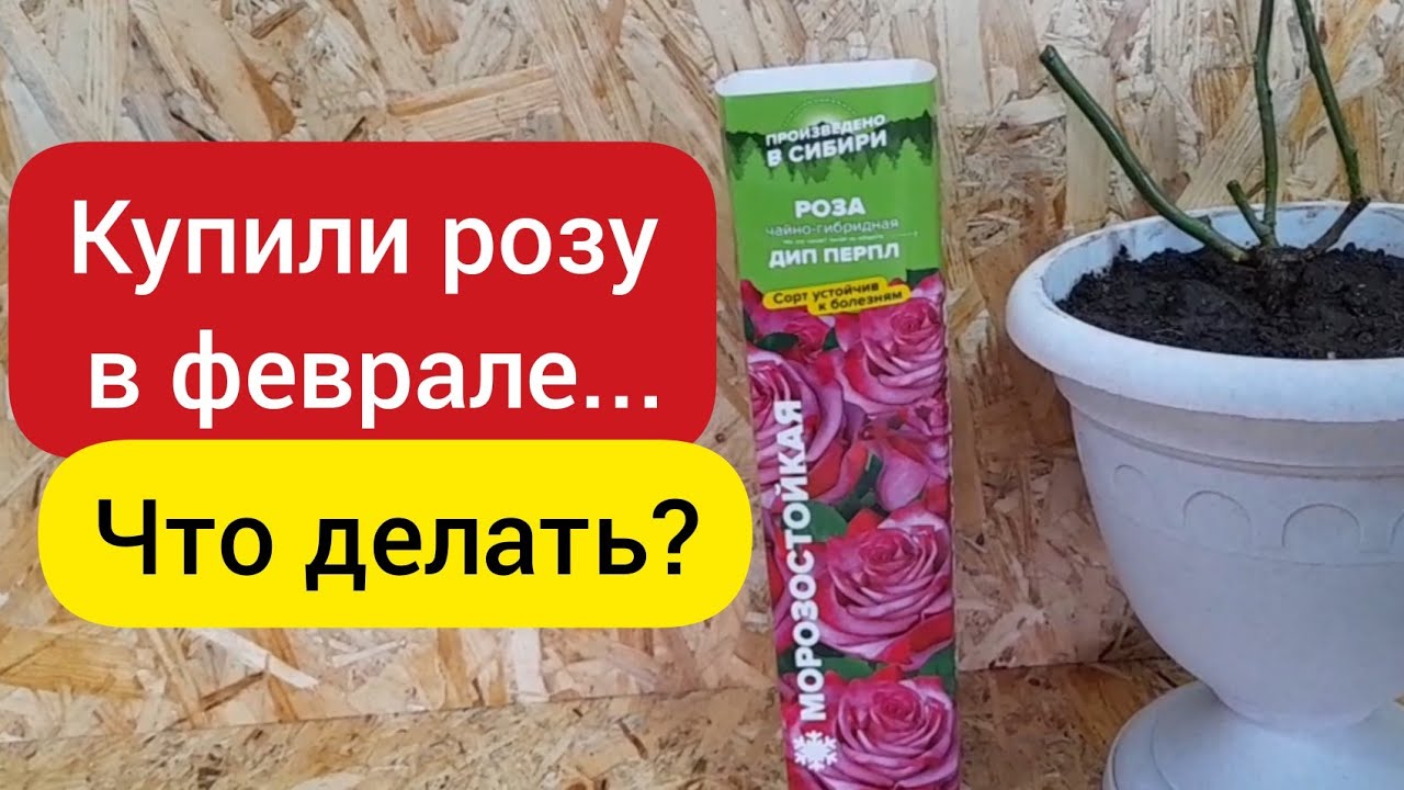 Сохранить розу до посадки купленную в магазине. Как сохранить розы. Как сохранить купленные в феврале розы до весны. Как сохранить розы в коробке до высадки. Как сохранить розы до посадки купленные в марте.