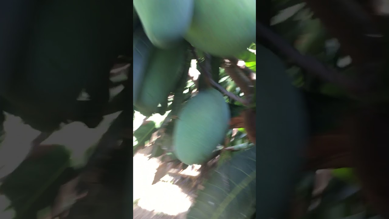 Mango Picking YouTube