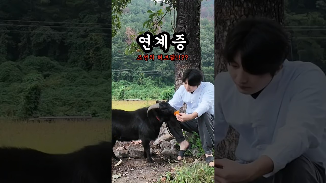조선부터 닭에 진심이였던 민족 [연계증]