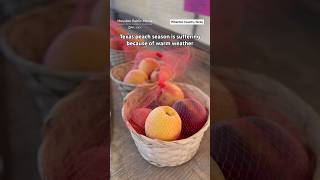 Texas peach crop devastated by warm temperatures and a late freeze
Have you had trouble finding Texas peaches this year? 🍑
Thats because an unseasonably warm winter and a late spring freeze wiped out much of the local crop. Environment reporter Natalie Weber spoke with Houston-area peach farmers and sellers to learn about how theyre faring this season.
Get the full story at houstonpublicmedia.org
🎥+✍️: Natalie Weber/Houston Public Media Texas peach crop devastated by warm temperatures and a late freeze