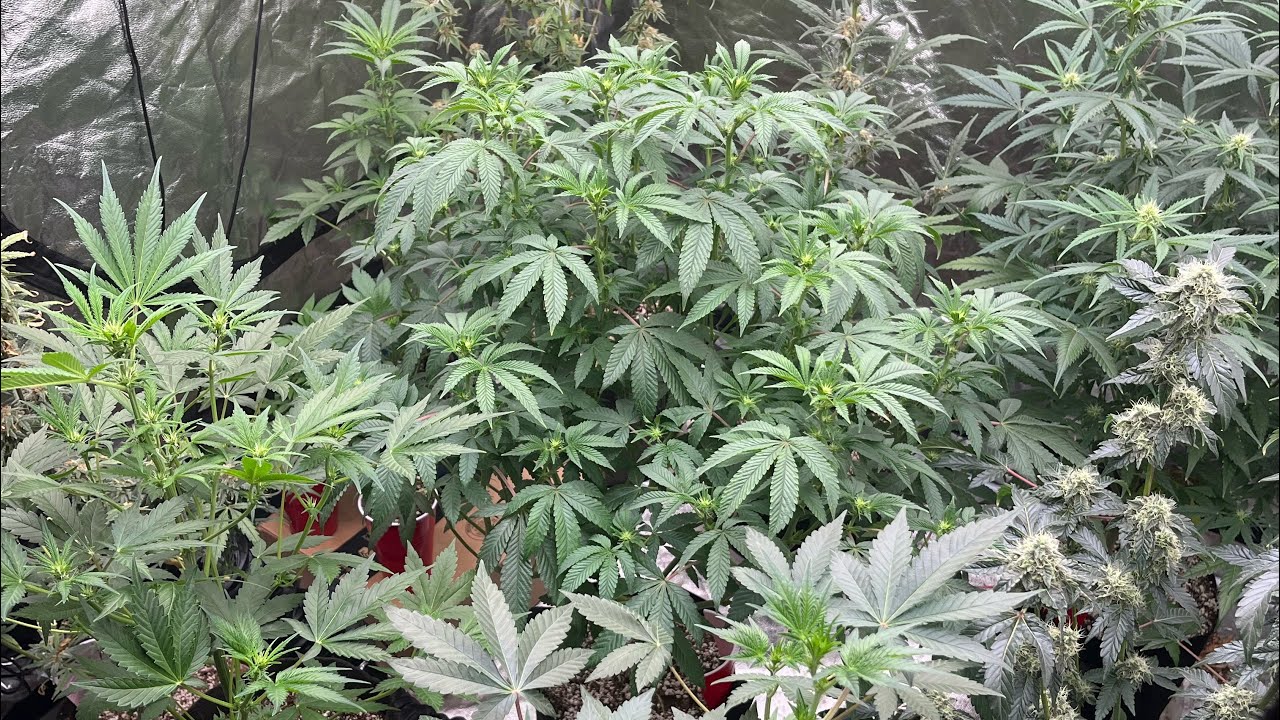 Help me😩😂 El Jardín update 🚨 Biggest shoutouts to 