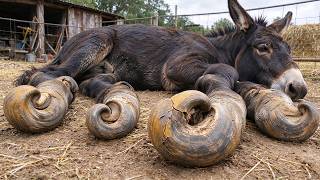Nine-Year-Old Donkey's Hooves, Cut In Two! Howling As It Walked, It Came In For Hoof Repair