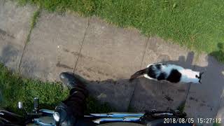 Parking With My Troll Cat, Every Freakin Day