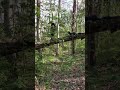 2021 clip
