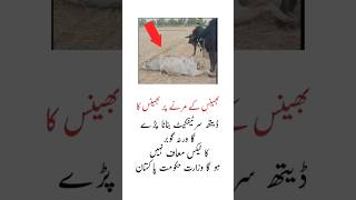 Village Life #Desi Life #Daily Life #Farming Life #Live stock #Buffalo Life #viral video #respect