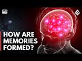 How are memories created  stored brain anatomy explained