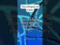 Red Blood Cells: 2 Million Born Every Second! 🩸 #youtubeshorts