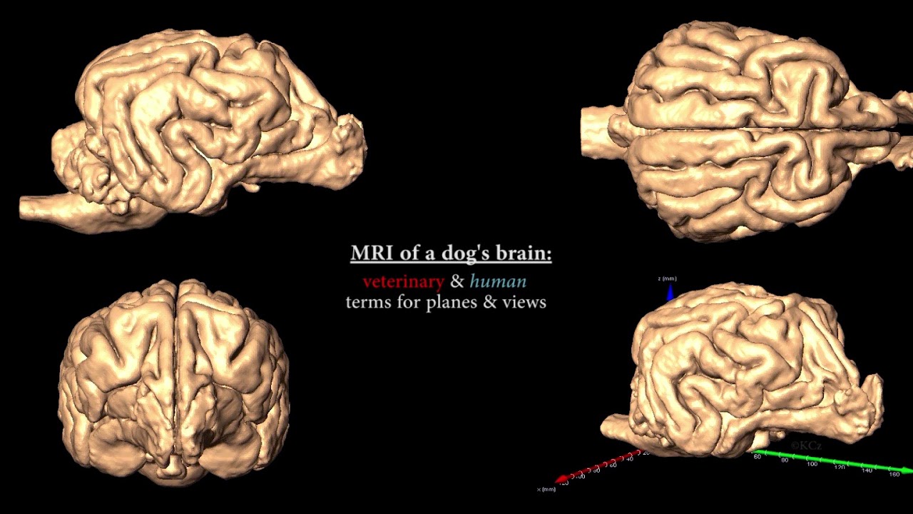 Отек мозга у собаки. Мозг в разных проекциях. Кт головного мозга собаки.