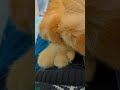 His Name Is Simbaвќ пёЏрџђ His Name Is Simbaвќ пёЏрџђ