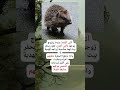 اكسبلور الجيلي لايك المراه دويتو اهميه ضحك الوكره ترند الفوارس اكسبلور الجيلي لايك المراه دويتو اهميه ضحك الوكره ترند الفوارس