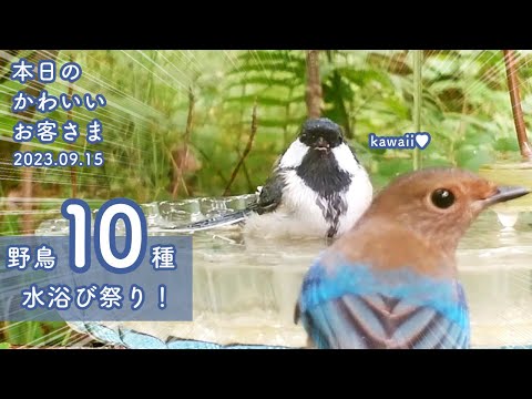 鳥浴びを効果的にする植物7つ：実体験から厳選したおすすめと育て方のコツ