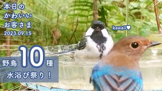 Bathing Festival! 10 Wild Bird Species Flock to the Water! (September 15, 2023)