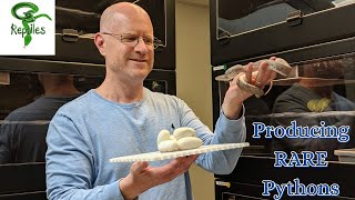 Advice for Constipated Emerald Tree Boas /Green Tree Pythons & Producing 22 Rare Python Eggs