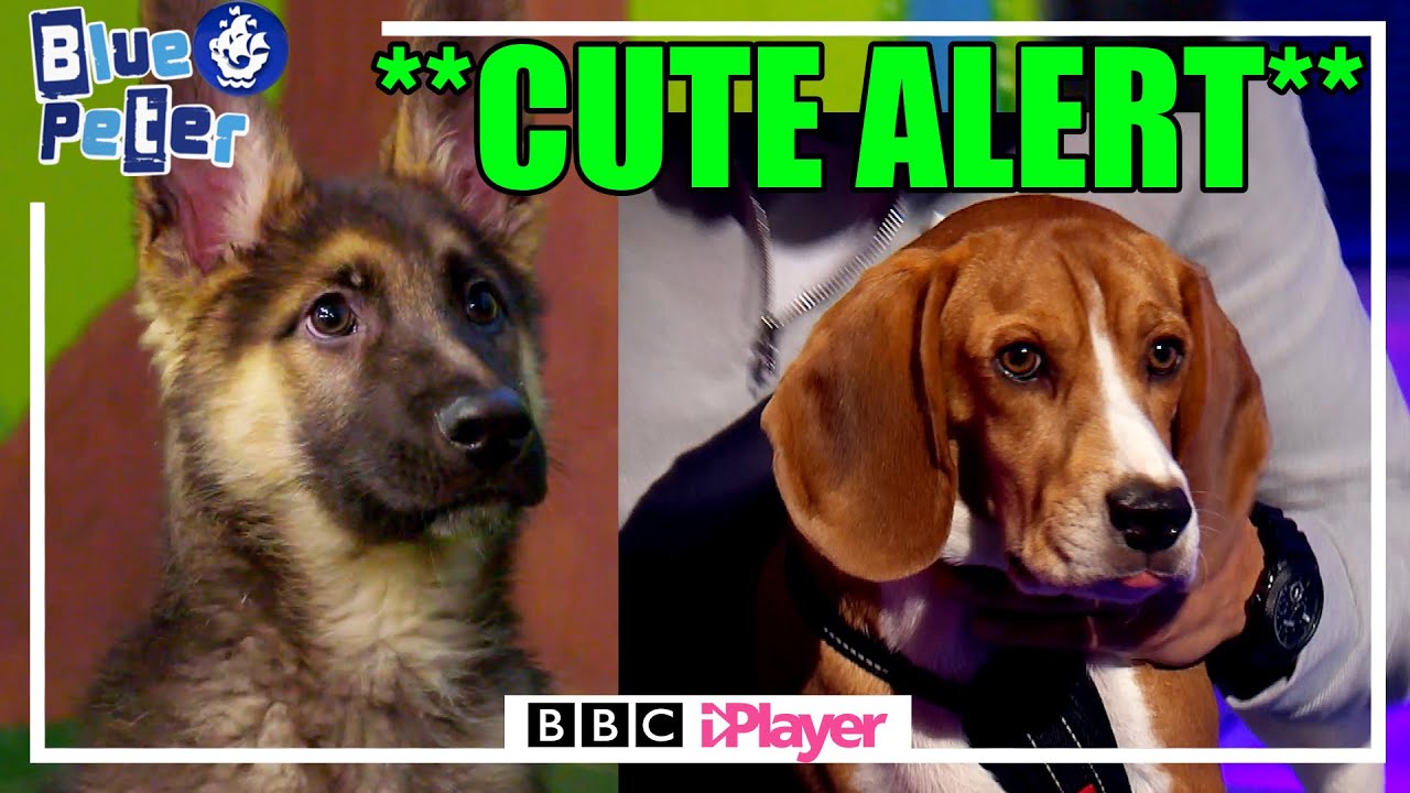 Play: Richie Meets Rescue Dogs: Blue Peter's calm, warm-hearted animal welfare watch