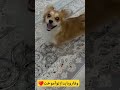 به شوخی همسرم زدم بلفی میخواست منو پاره پوره کنه کلیپ داور بی ناموس ازدست نده سگ Funny بلفی به شوخی همسرم زدم بلفی میخواست منو پاره پوره کنه کلیپ داور بی ناموس ازدست نده سگ Funny بلفی