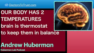 ANDREW HUBERMAN 1 | OUR BODY HAS 2 TEMPERATURES  brain is thermostat to keep them in balance