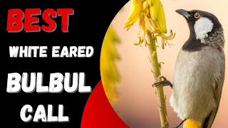 The Sound Of The White-Eared Nightingale Singing